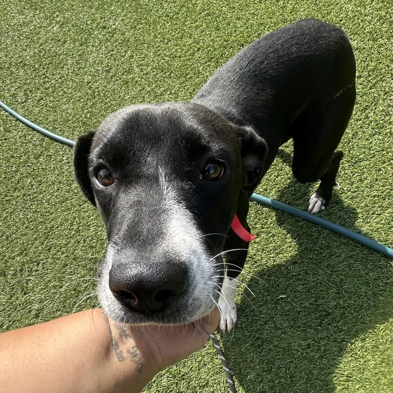 An adult medium-sized female Black Mixed Breed dog named Star for adoption in Washington Township, OH