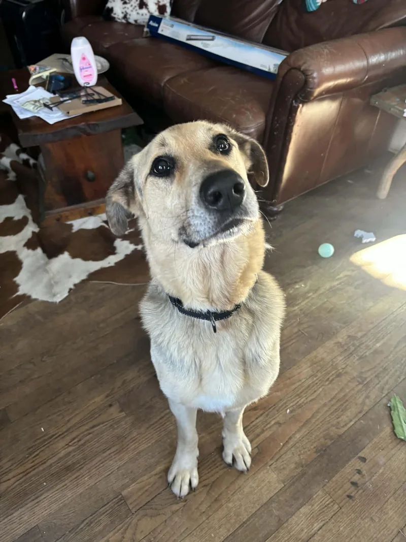 A senior large-sized male Shepherd dog named Axel for adoption in Monticello, NY