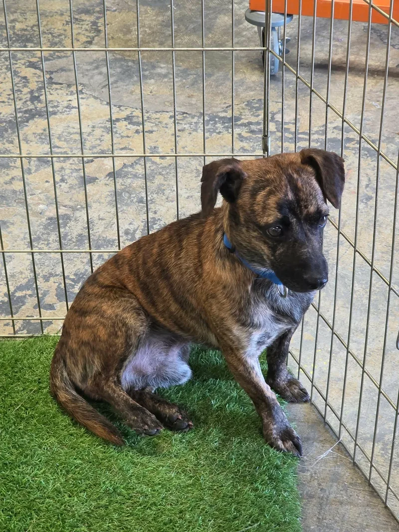 A young small-sized male Brindle Chihuahua dog named Chet for adoption in Lexington, NC