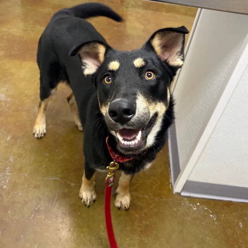 A young medium-sized male Shepherd dog named Edison for adoption in Albuquerque, NM