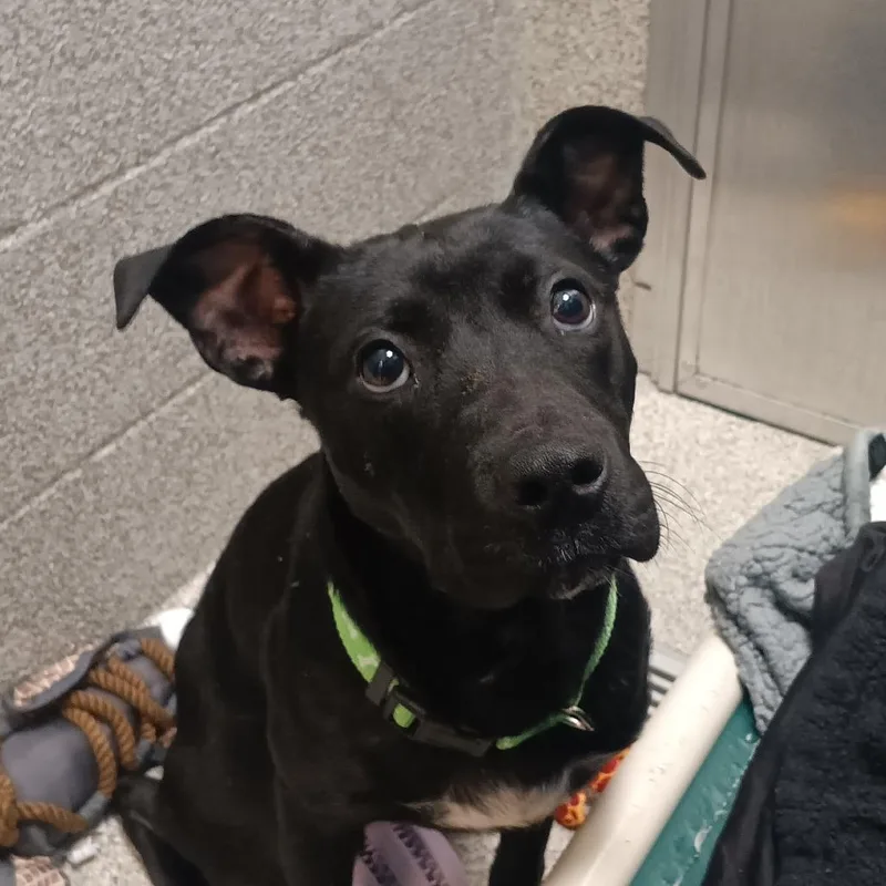 An adult medium-sized male Black Mixed Breed dog named Herman for adoption in Washington Township, OH