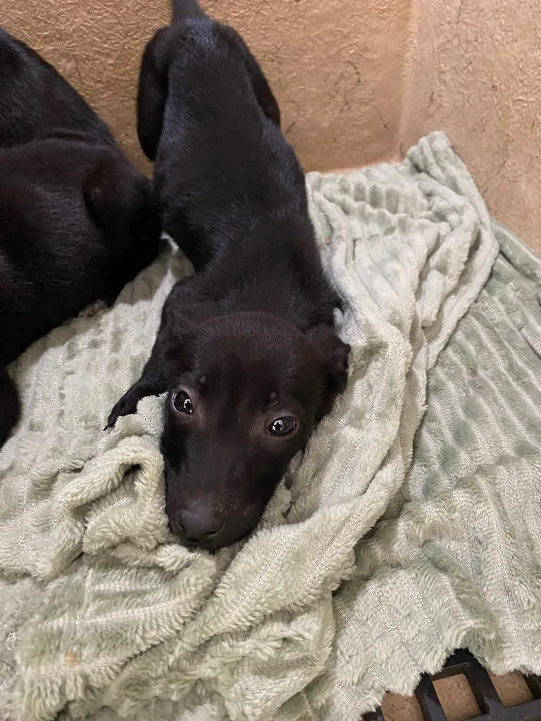 A baby small-sized female Mixed Breed dog named Lynnette for adoption in Cartersville , GA