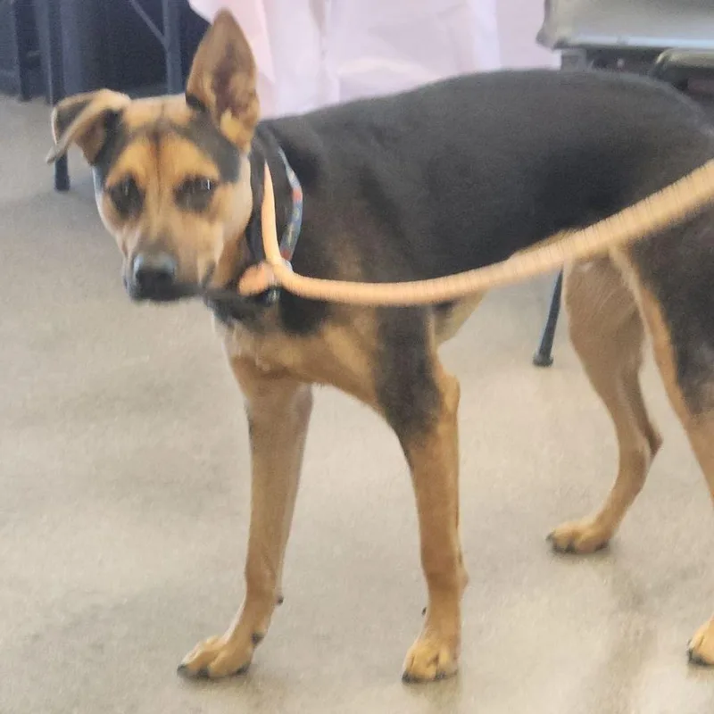 An adult medium-sized male Black Shepherd dog named Keeper for adoption in Kingman, AZ