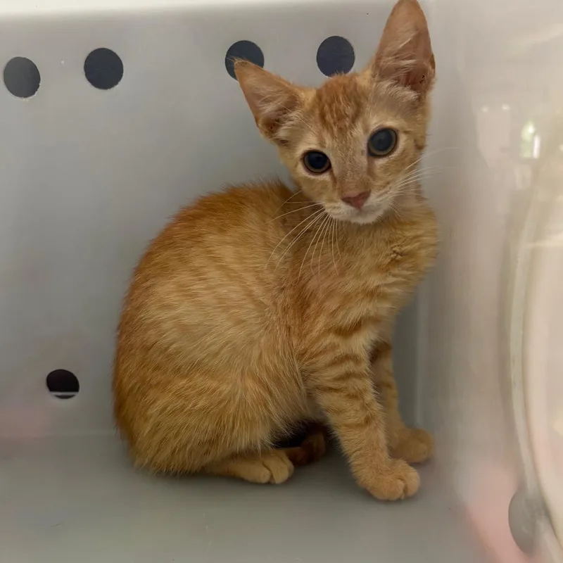 A baby small-sized male Orange / Red Domestic Short Hair cat named Carp for adoption in Columbus, GA