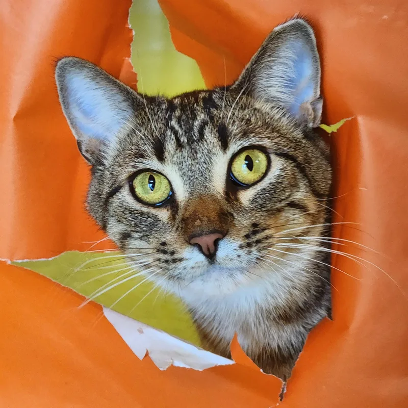 An adult medium-sized male Domestic Short Hair cat named Bob for adoption in St. Cloud, MN