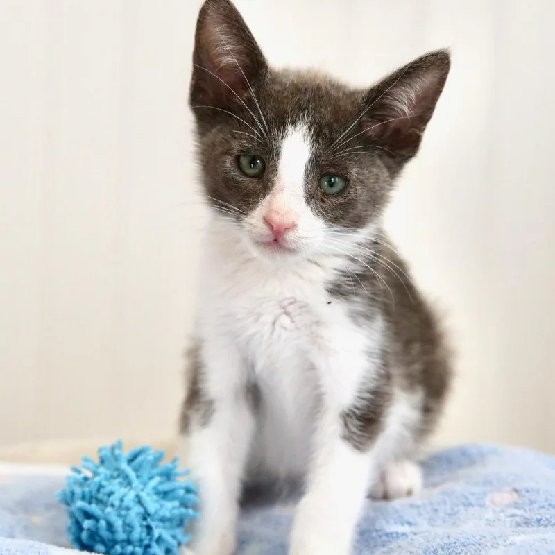 A baby small-sized male Domestic Short Hair cat named Luke Skywalker for adoption in Keizer, OR