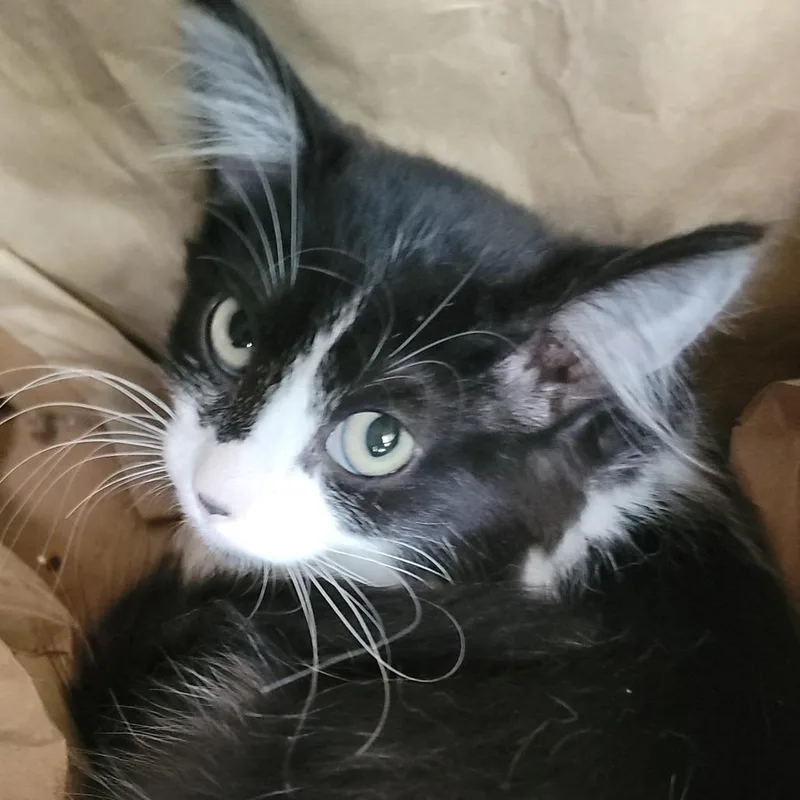 A baby small-sized female Black Domestic Short Hair cat named Butterfly for adoption in Buffalo, WY