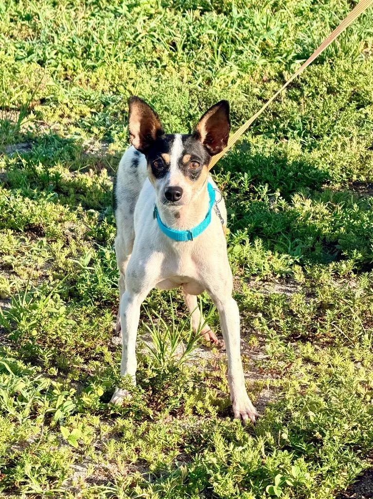 An adult small-sized female Rat Terrier dog named Indigo for adoption in Cape Coral, FL