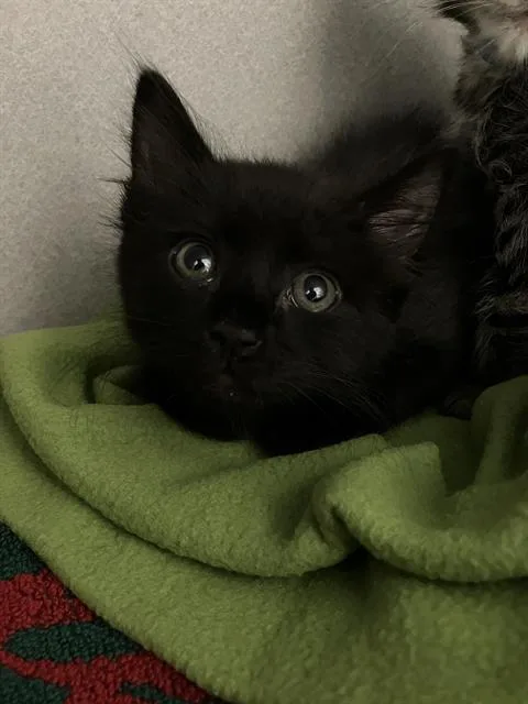 A baby small-sized male Domestic Medium Hair cat named Nigel for adoption in Long Beach, CA