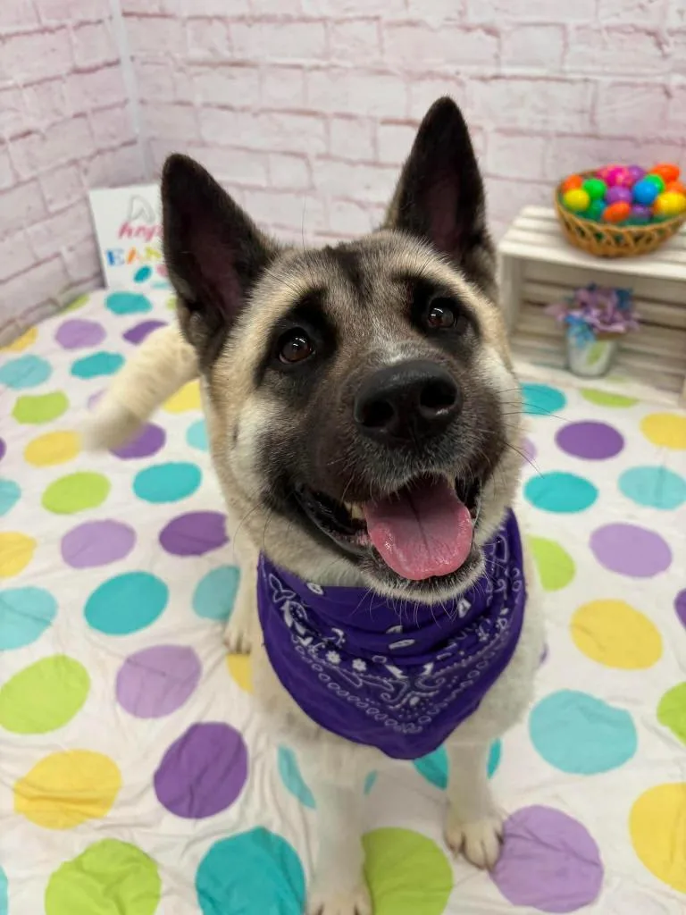A young large-sized female Akita dog named Hannah for adoption in Warren, MI