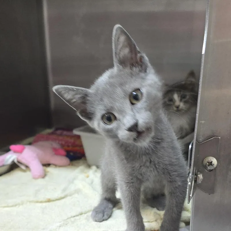 A baby small-sized female Gray / Blue / Silver Domestic Short Hair cat named Zen for adoption in Yanceyville, NC