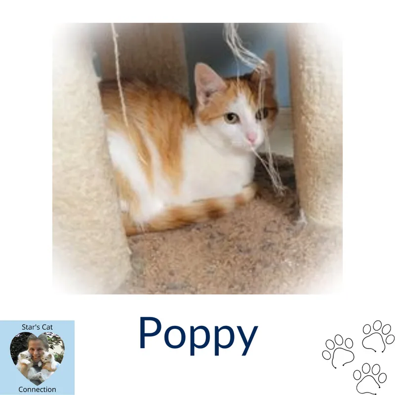 A baby small-sized female Orange & White Domestic Short Hair cat named Poppy for adoption in Heath, OH