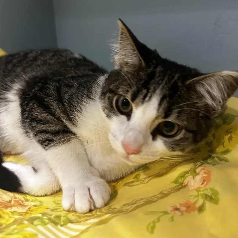 A baby medium-sized female Gray / Blue / Silver Domestic Short Hair cat named Pillowcase for adoption in Chattanooga, TN