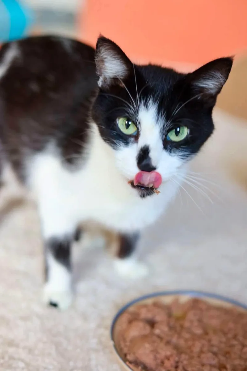 A young medium-sized female Black & White / Tuxedo Domestic Short Hair cat named Maraschino for adoption in Duluth, MN