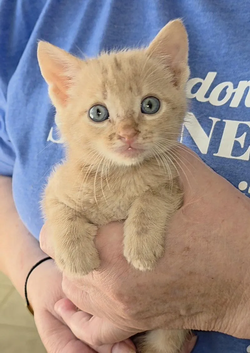 A baby medium-sized male Orange & White Tabby cat named Kansas for adoption in Magnolia Springs, AL