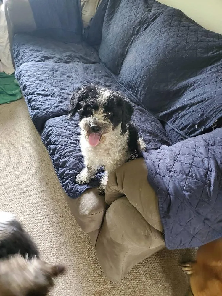 An adult small-sized male Tricolor (Brown, Black, & White) Poodle dog named Smudge for adoption in Colorado Springs, CO