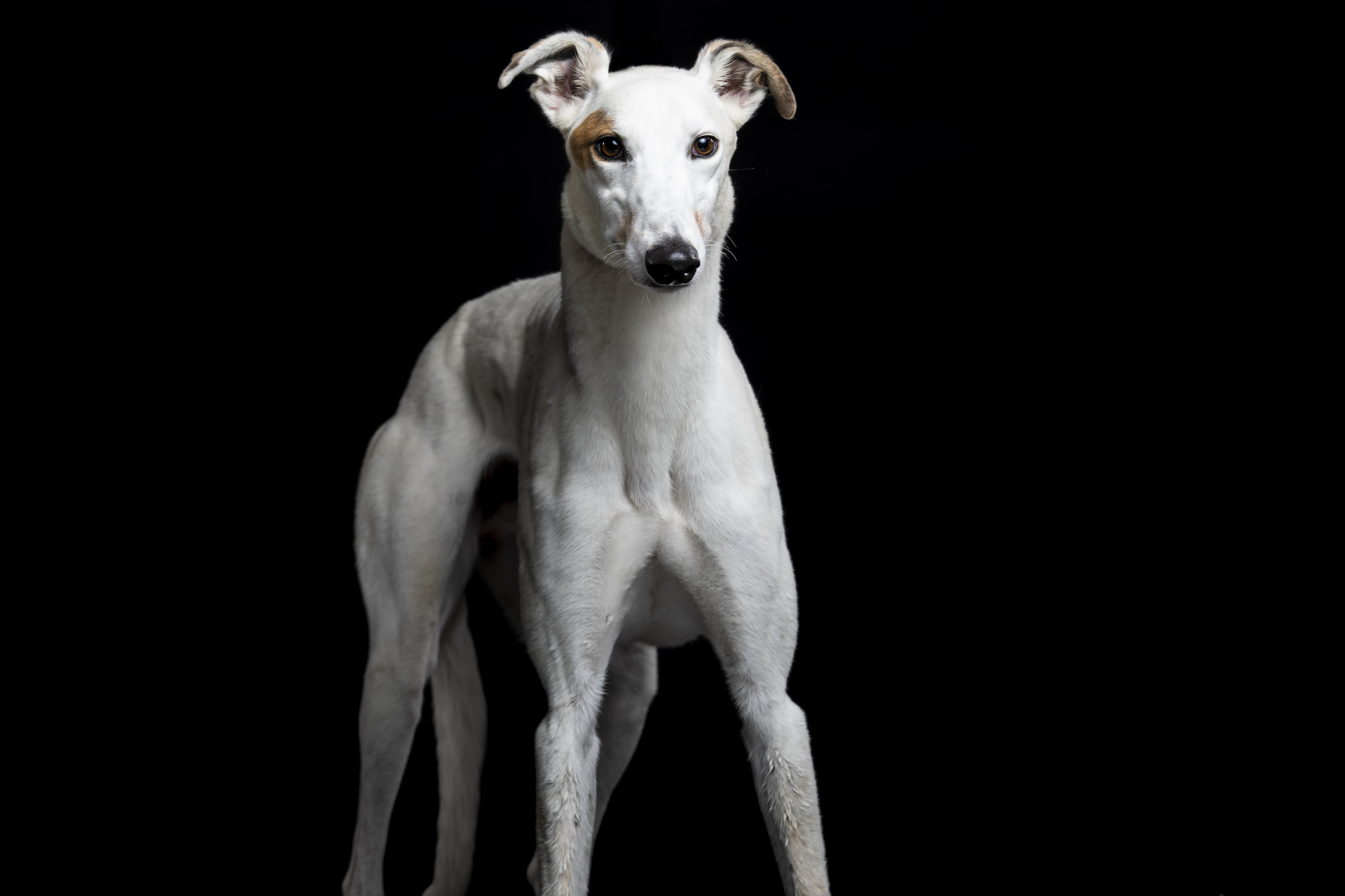 A young large-sized male Greyhound dog named Benny for adoption in Augusta, ME