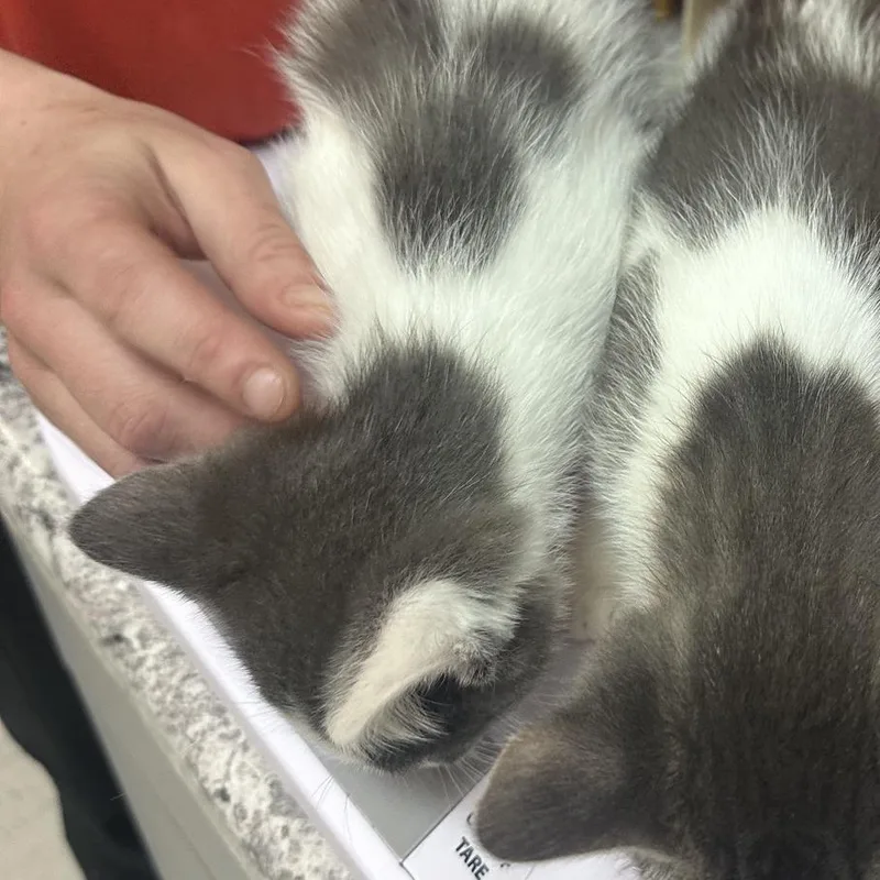 A baby small-sized male Gray / Blue / Silver Domestic Short Hair cat named Six for adoption in Branson, MO