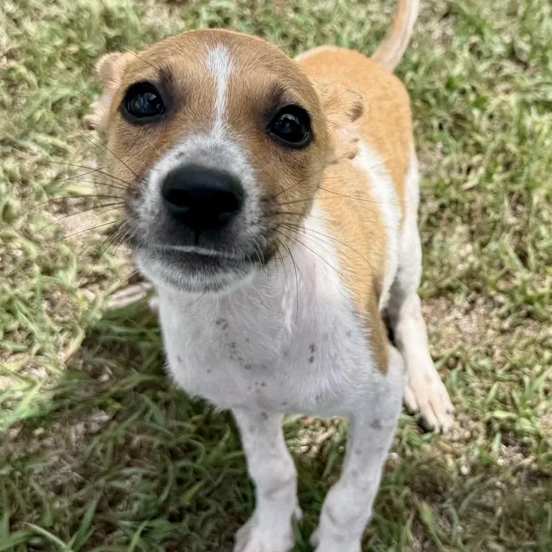 A baby small-sized female Jack Russell Terrier dog named Cassie for adoption in Lake Hopatcong, NJ