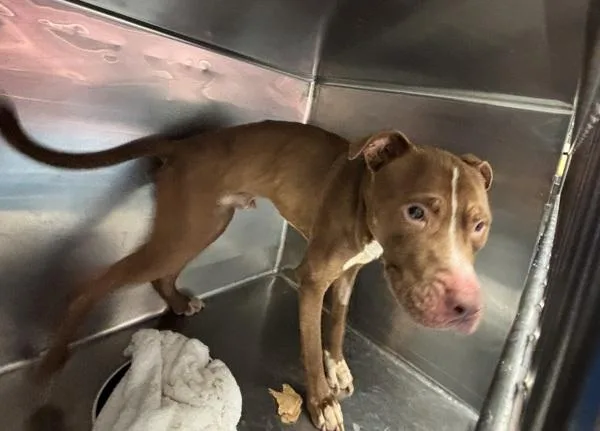 An adult large-sized male Mixed Breed dog named Peter Pan for adoption in New York, NY