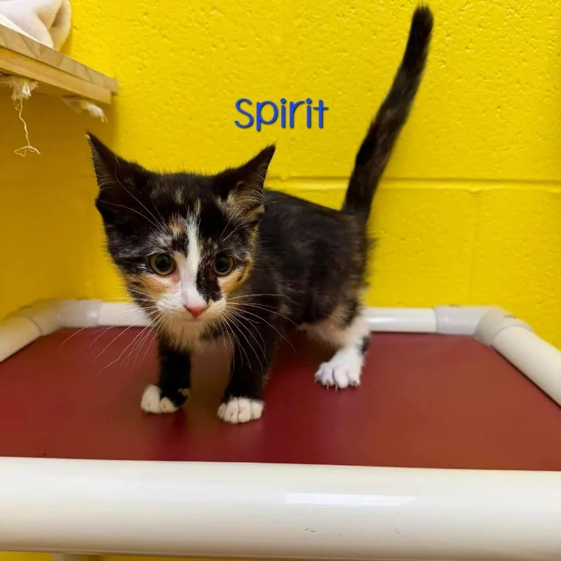 A baby small-sized female Calico Domestic Short Hair cat named Spirit for adoption in Parkersburg, WV