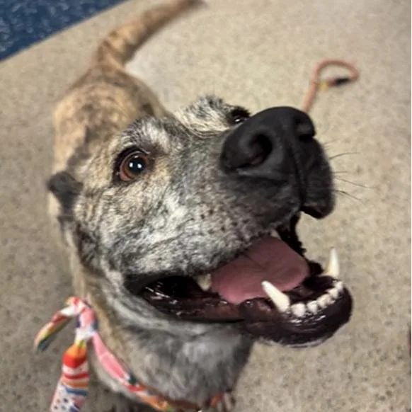 An adult medium-sized female Brindle Dutch Shepherd dog named Gina for adoption in West Palm Beach, FL