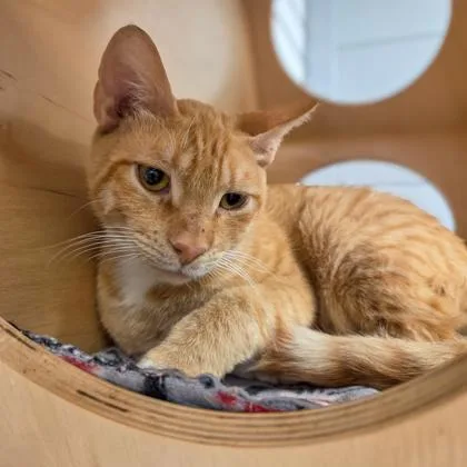 A baby large-sized male Domestic Short Hair cat named Clyde for adoption in Fresno, CA