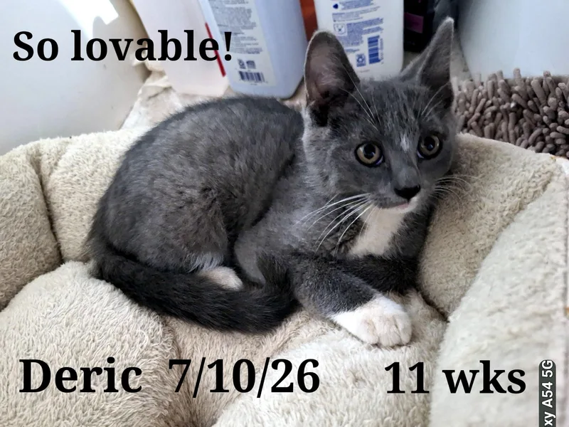 A young medium-sized male Tuxedo cat named Deric for adoption in Staunton, VA