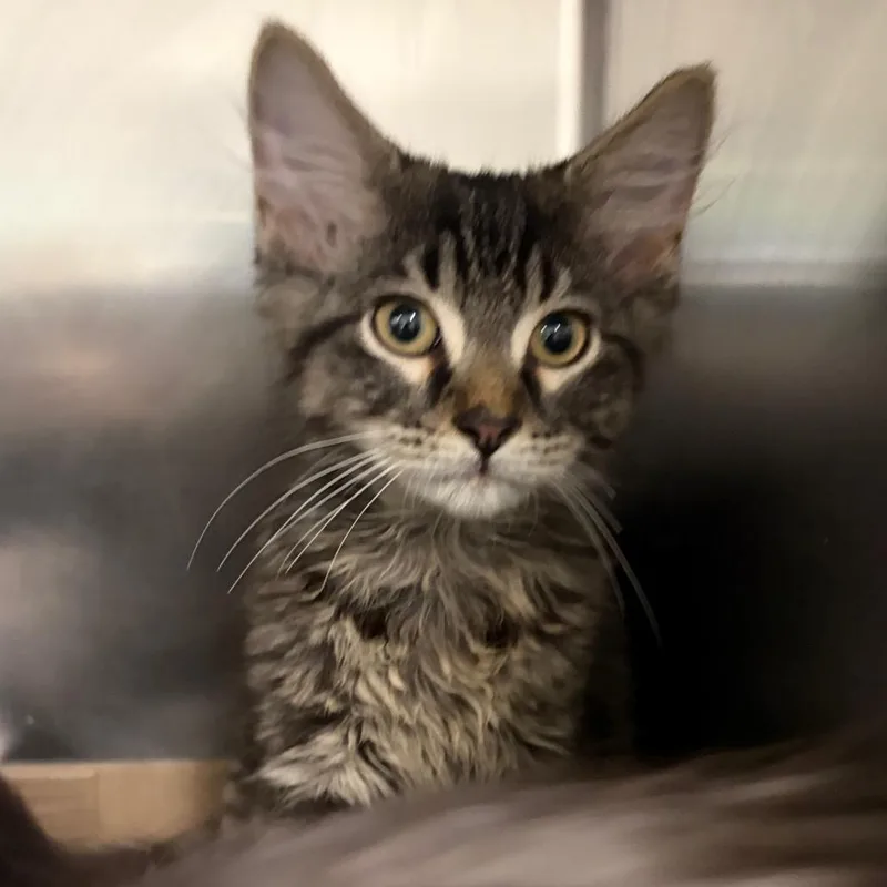 A baby small-sized male Brown / Chocolate Domestic Medium Hair cat named Jersey Mikes for adoption in Charleston, WV