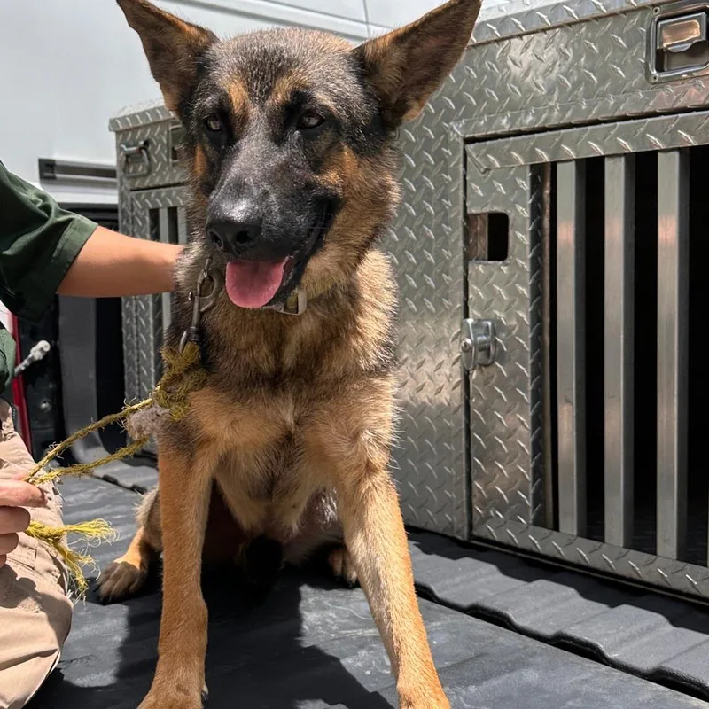 A baby medium-sized female Black German Shepherd Dog dog named Ashley for adoption in Valley, AL