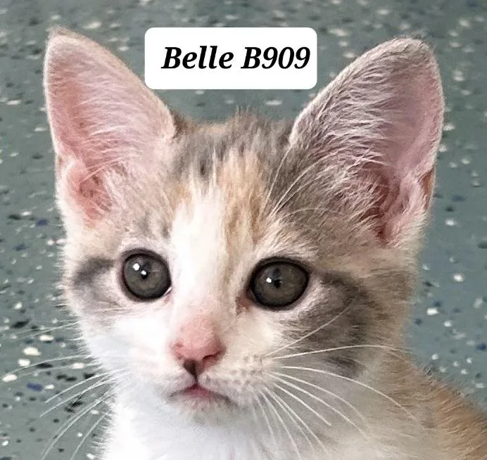 A baby medium-sized female Dilute Calico Domestic Medium Hair cat named Belle for adoption in Morganton, NC