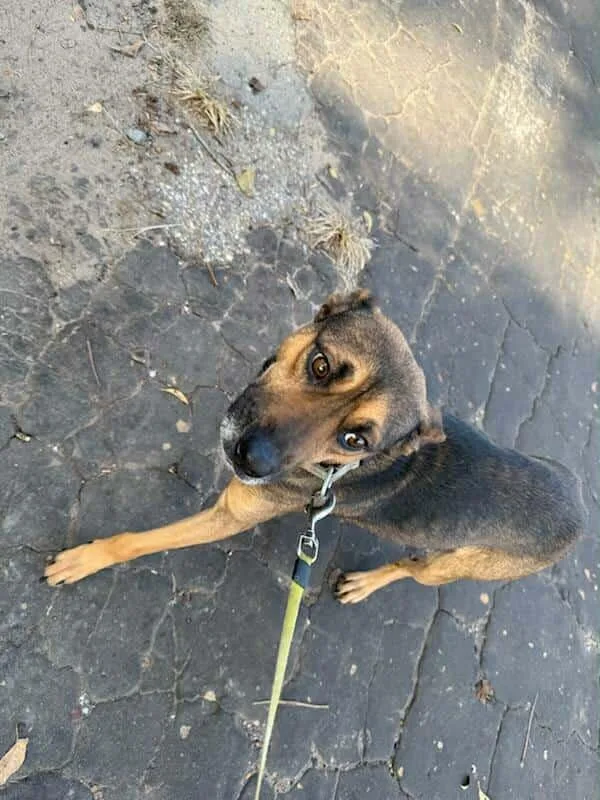 An adult medium-sized female Black German Shepherd Dog dog named Lady for adoption in Winnsboro, TX