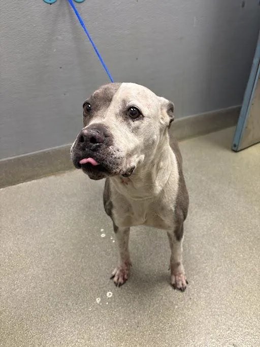 A senior large-sized female Pit Bull Terrier dog named Blue for adoption in Las Vegas, NV