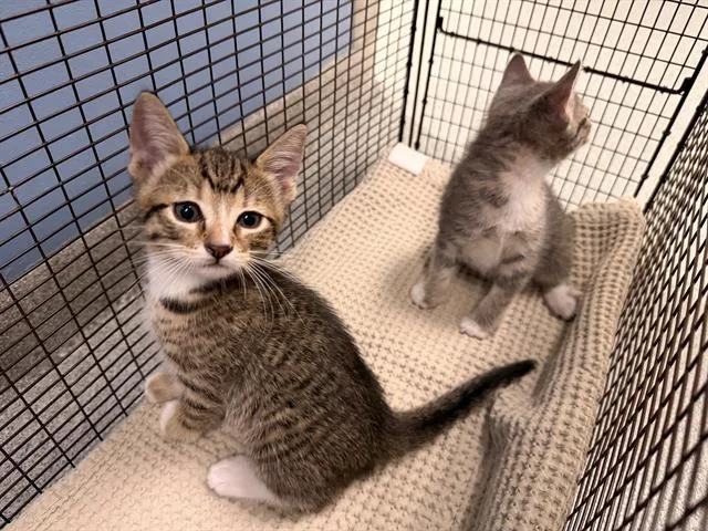 A baby small-sized female Domestic Short Hair cat named Stella for adoption in Tustin, CA
