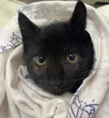 An adult small-sized male Domestic Short Hair cat named Rafael for adoption in Fishers, IN