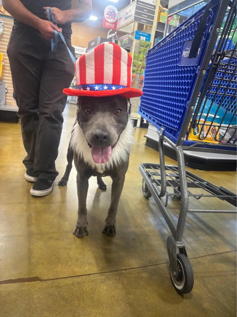 A young medium-sized female Pit Bull Terrier dog named Blossom for adoption in San Diego, CA