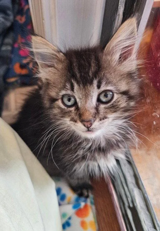 A young small-sized female Brown / Chocolate Domestic Long Hair cat named Anabelle for adoption in Woodland, CA