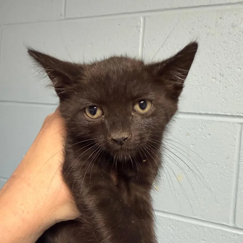 A baby small-sized male Black Domestic Short Hair cat named Jake Peralta for adoption in DeKalb, IL