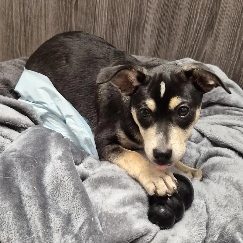 Oscar