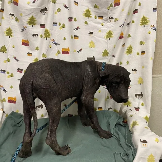 A baby small-sized female Cane Corso dog named A for adoption in Modesto, CA