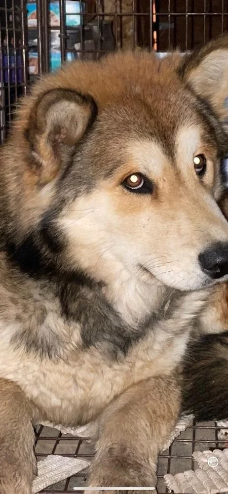 Jack Jack thumbnail 3