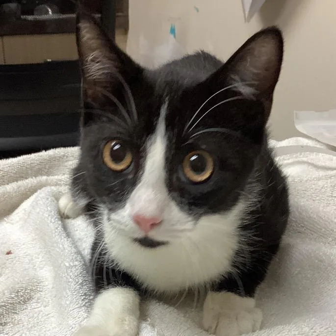 A baby medium-sized male Black Domestic Short Hair cat named Eugene for adoption in Lakeland, FL