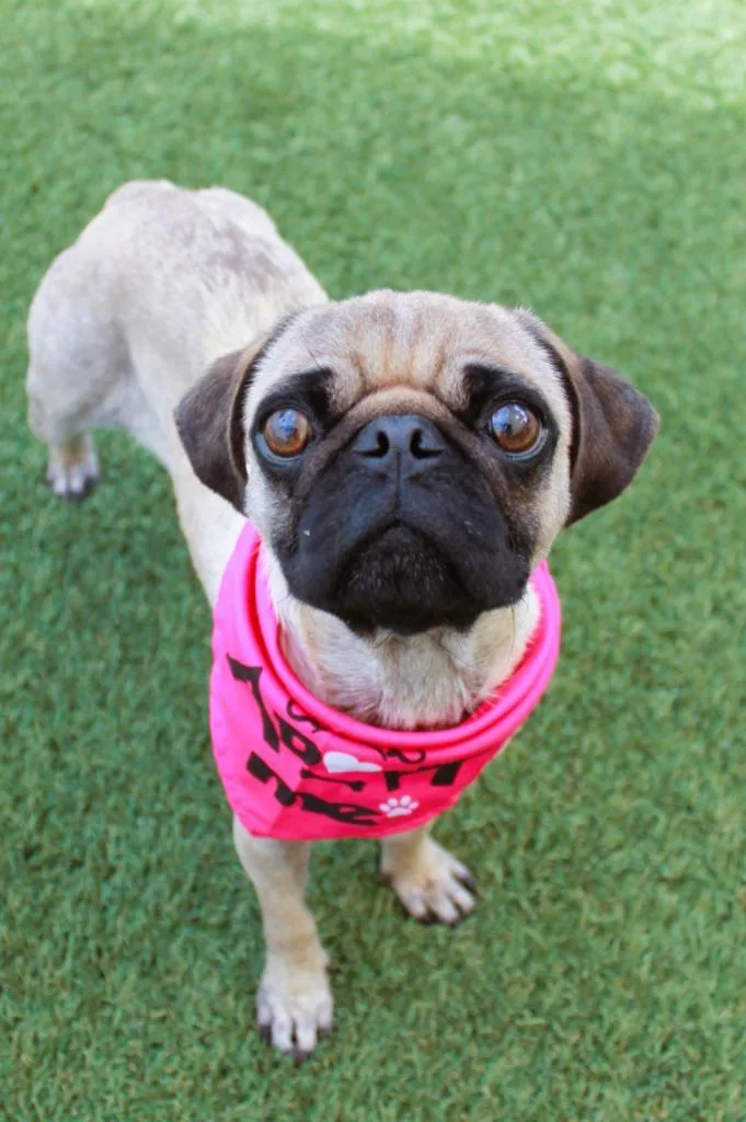 A young small-sized female Pug dog named Juanita for adoption in Gardena, CA