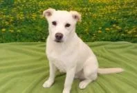 A baby medium-sized male Mixed Breed dog named Alvin for adoption in West Chester, PA