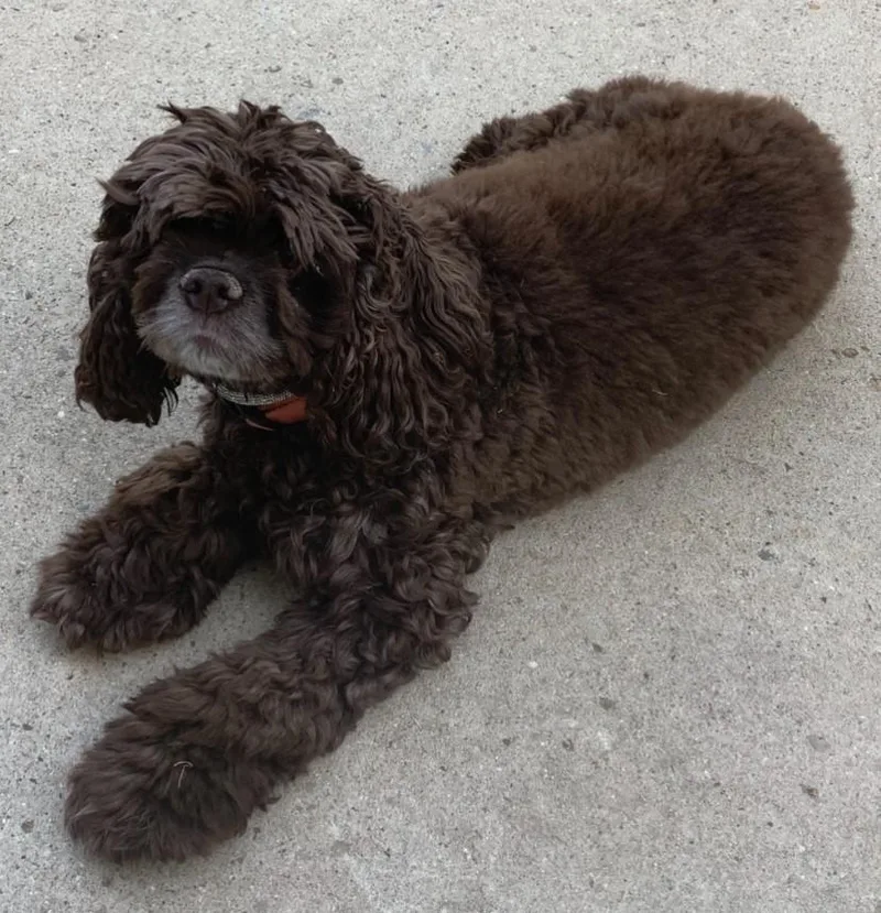 An adult small-sized female Brown / Chocolate Cocker Spaniel dog named Cherry A for adoption in Parker, CO