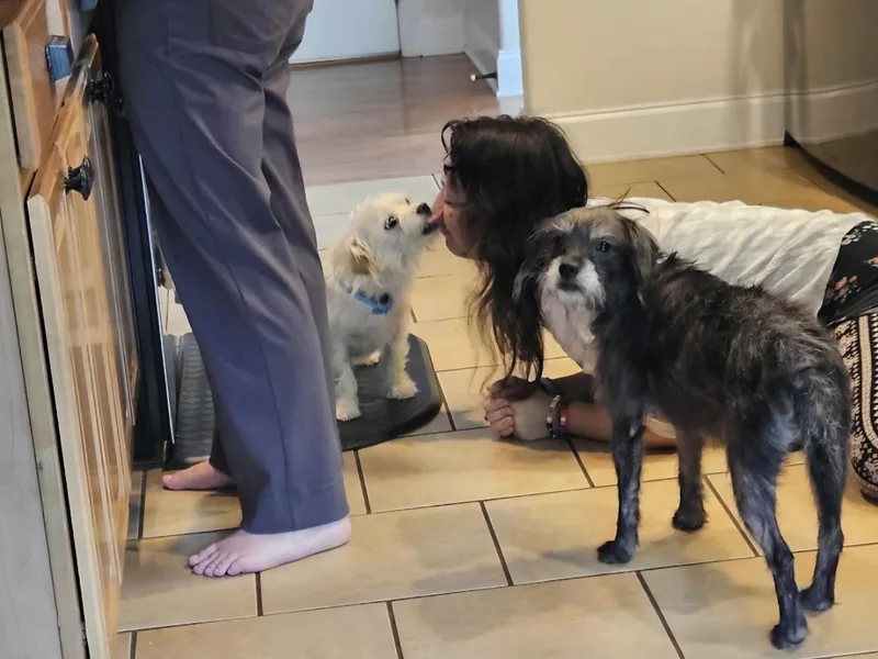 An adult medium-sized female Miniature Schnauzer dog named Marley for adoption in Knoxville, TN