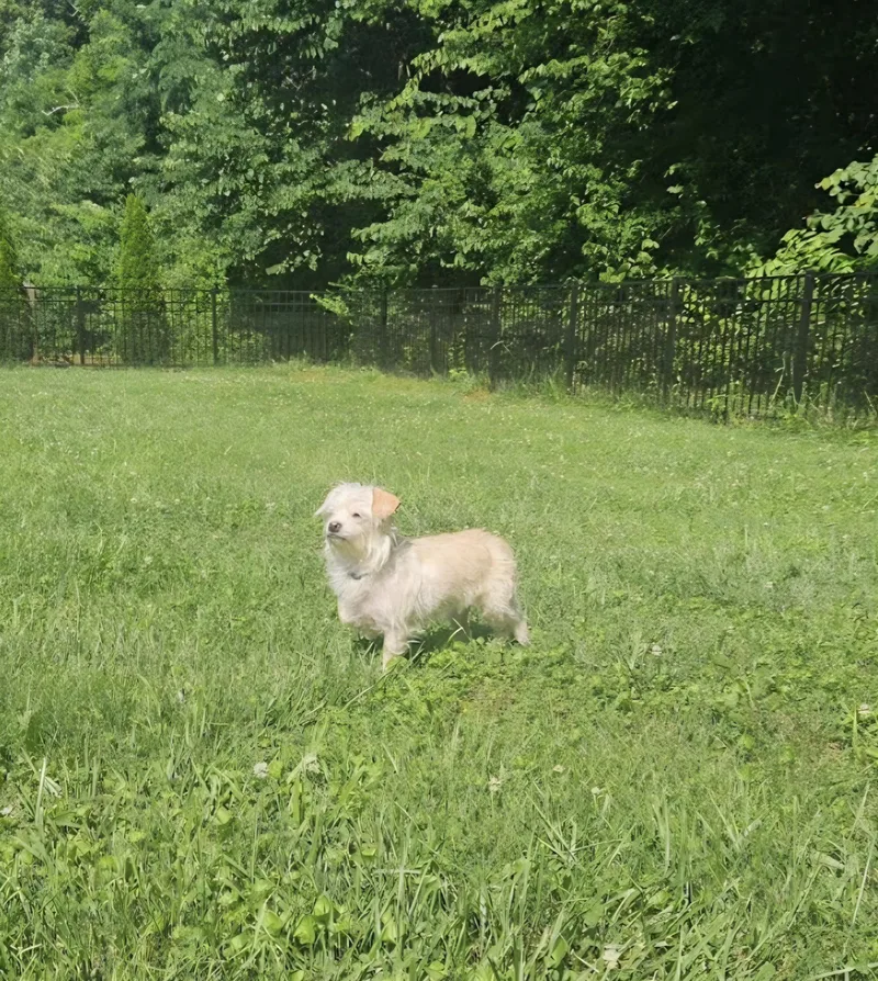 Marley thumbnail 4
