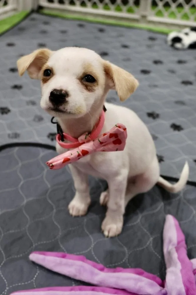 A baby small-sized female Chihuahua dog named Shmoobie for adoption in Tucson, AZ