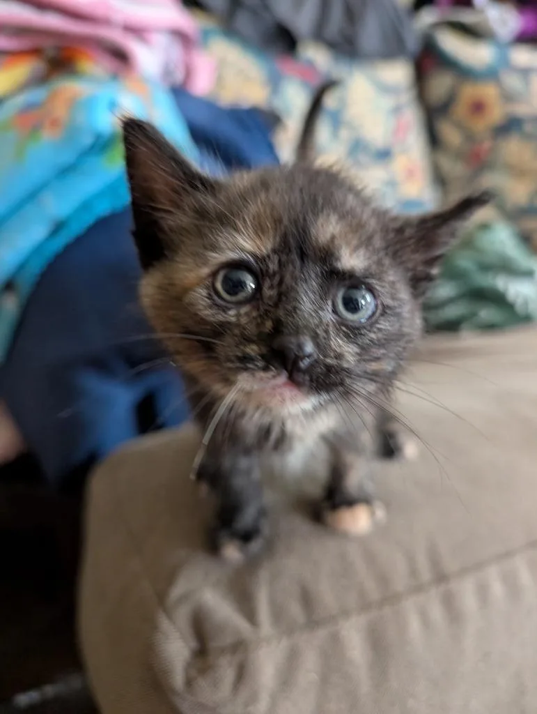 A baby small-sized female Domestic Short Hair cat named Zsa Zsa for adoption in Medford, WI