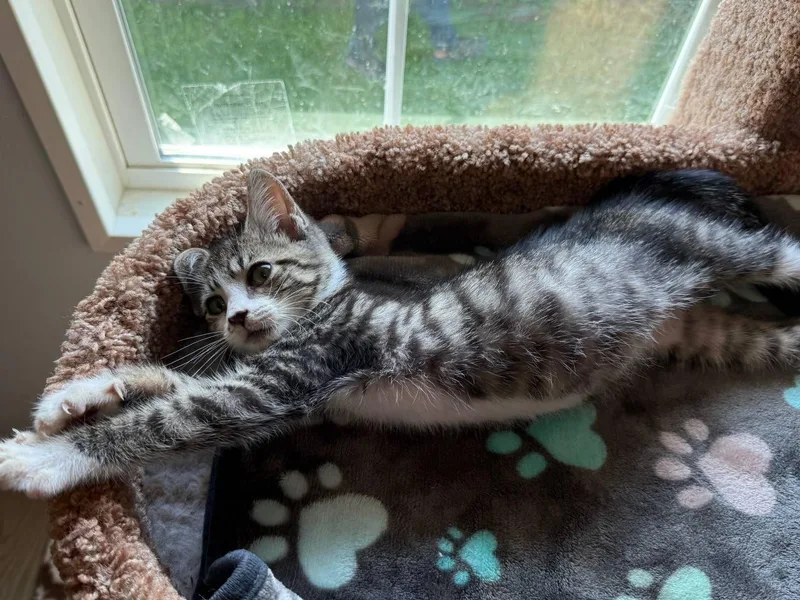 A baby small-sized male Tabby (Gray / Blue / Silver) Domestic Short Hair cat named Cosmo for adoption in Macclesfield, NC